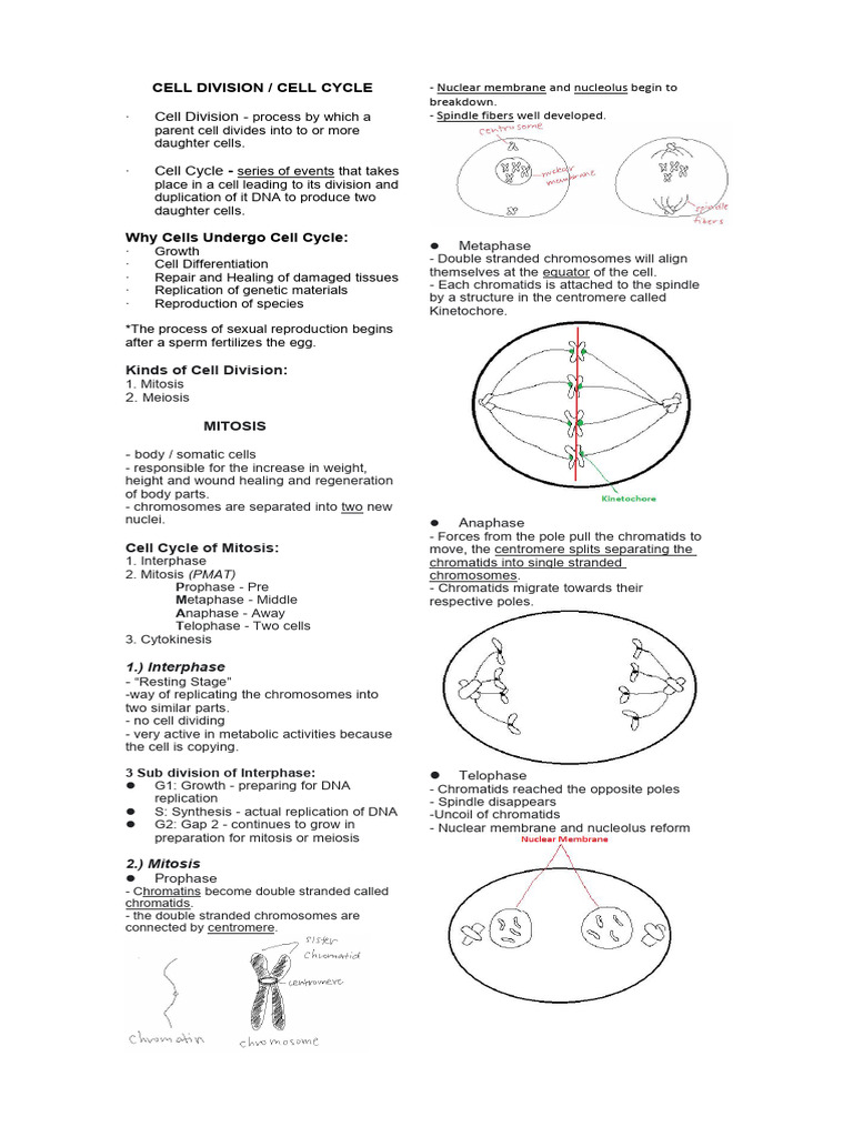 Understanding Cell Division and Cycle | PDF | Meiosis | Mitosis