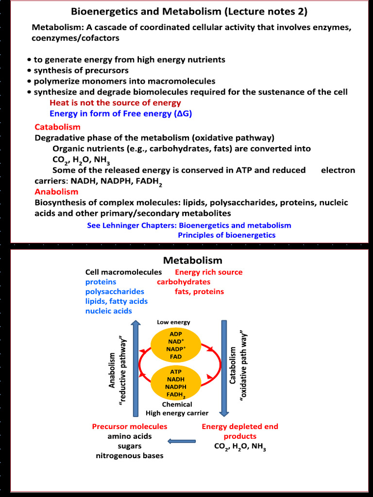 Bioenergetics | PDF