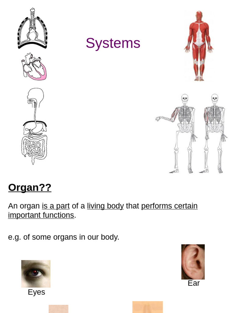 Understanding Human Organ Systems | PDF | Respiratory System | Blood