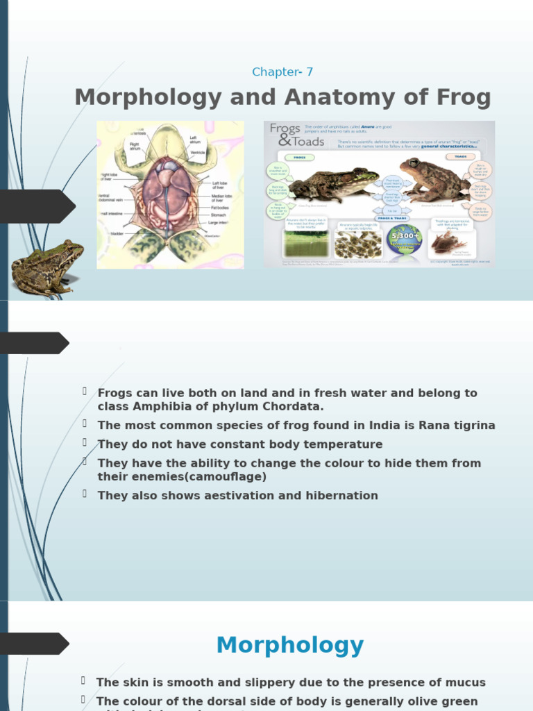 Frog Morphology and Anatomy Overview | PDF | Kidney | Frog