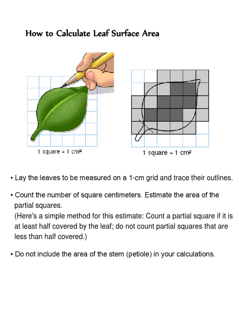 How to Calculate Leaf Surface Area Starch Banana