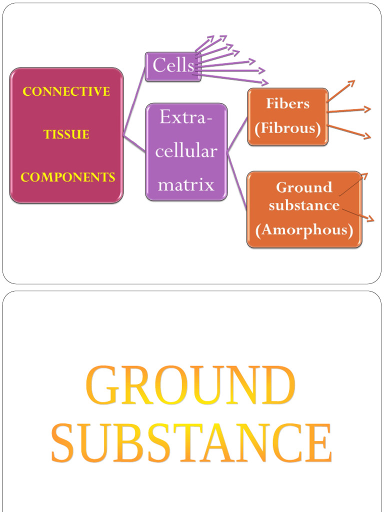 C.T. Ground Substance | PDF