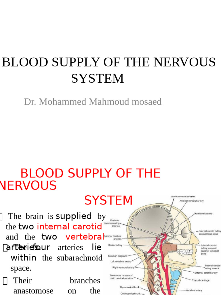 Blood Supply of the Nervous System | PDF | Vein | Vertebra
