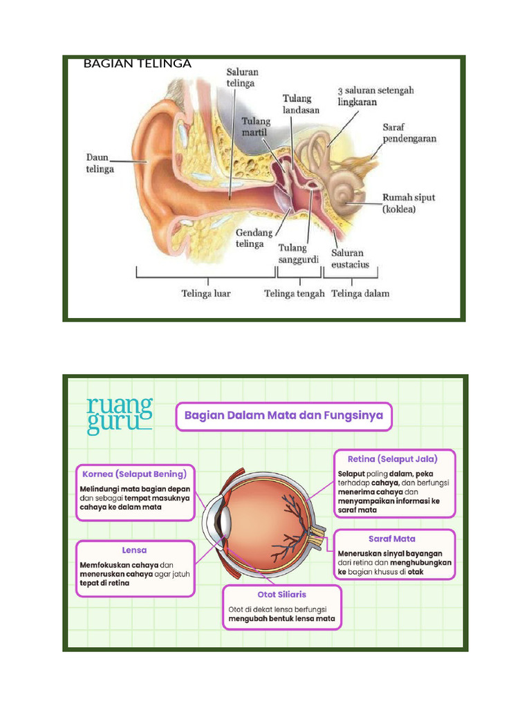 Gambar Bagian Telinga | PDF