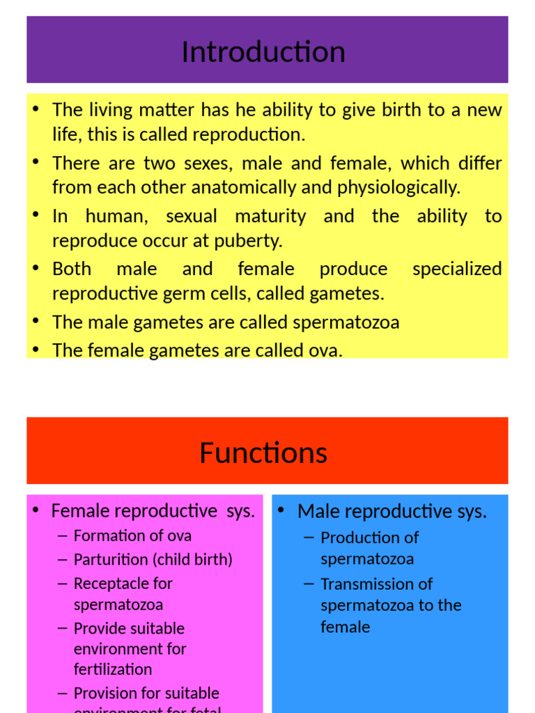 Overview of Human Reproductive Systems | PDF | Menstrual Cycle | Uterus