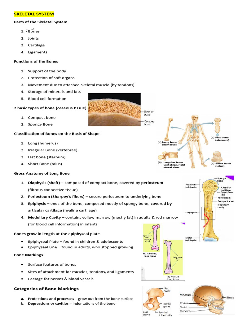 Overview of the Skeletal System | PDF | Vertebra | Bone