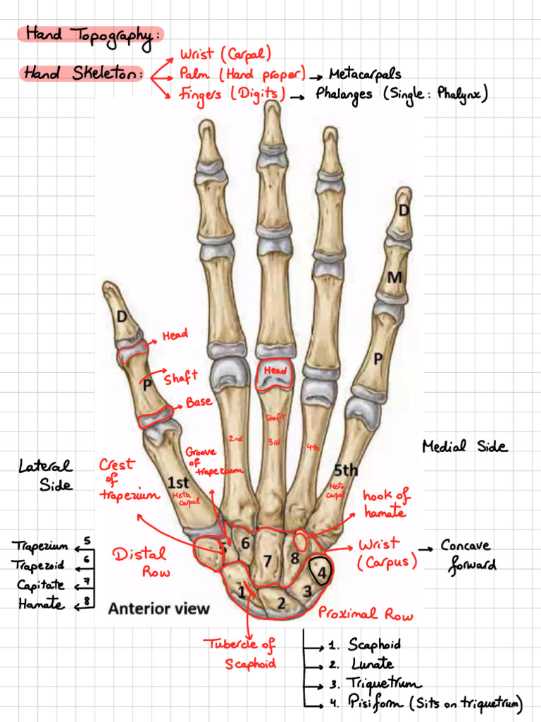 Hand Part 1 | PDF | Hand | Thumb