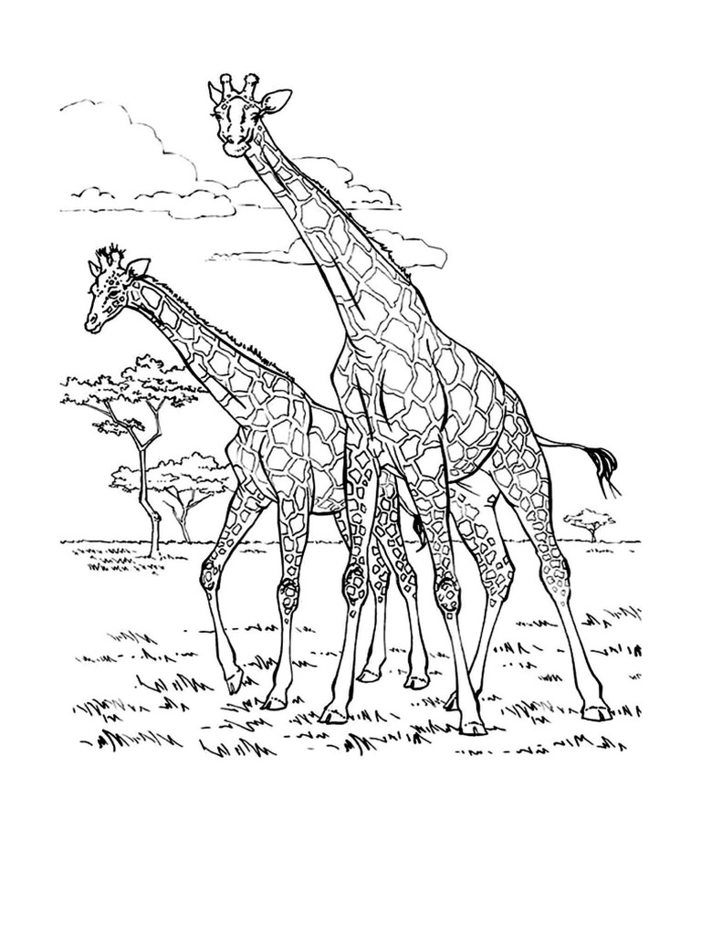 Coloring Two Giraffes | PDF