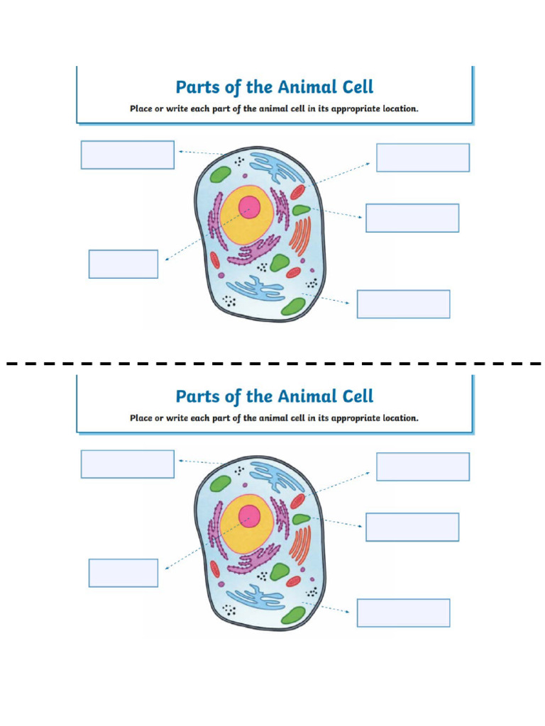 Animal Cell Labeling'' | PDF