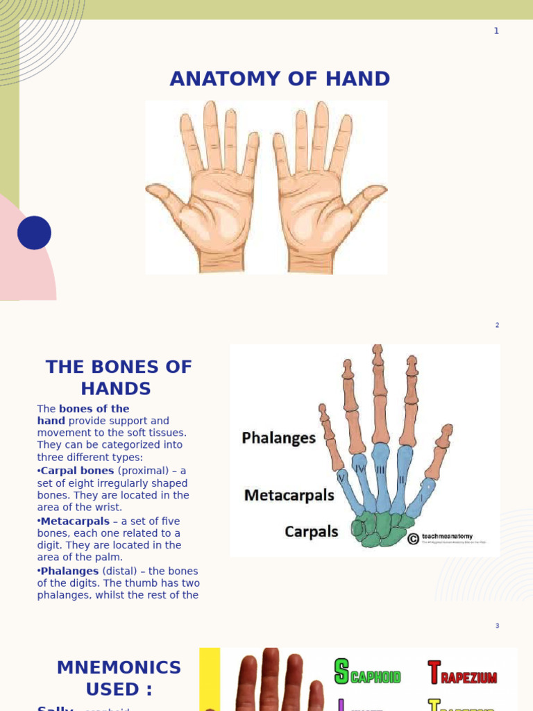 Hand Anatomy: Bones and Muscles Explained | PDF | Thumb | Hand