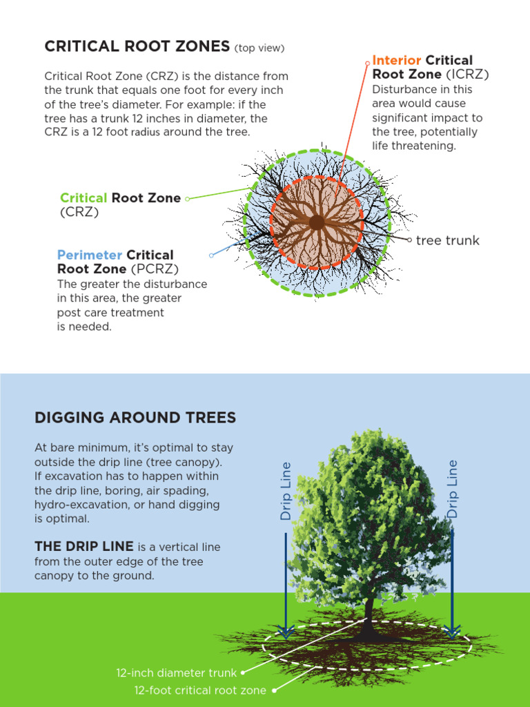 Understanding Critical Root Zones for Trees | PDF