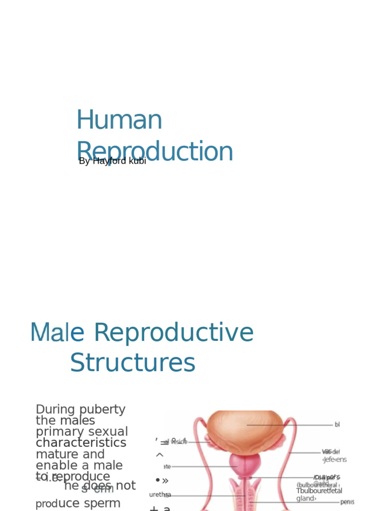 Human Reproductive System Overview | PDF | Ovary | Menstrual Cycle
