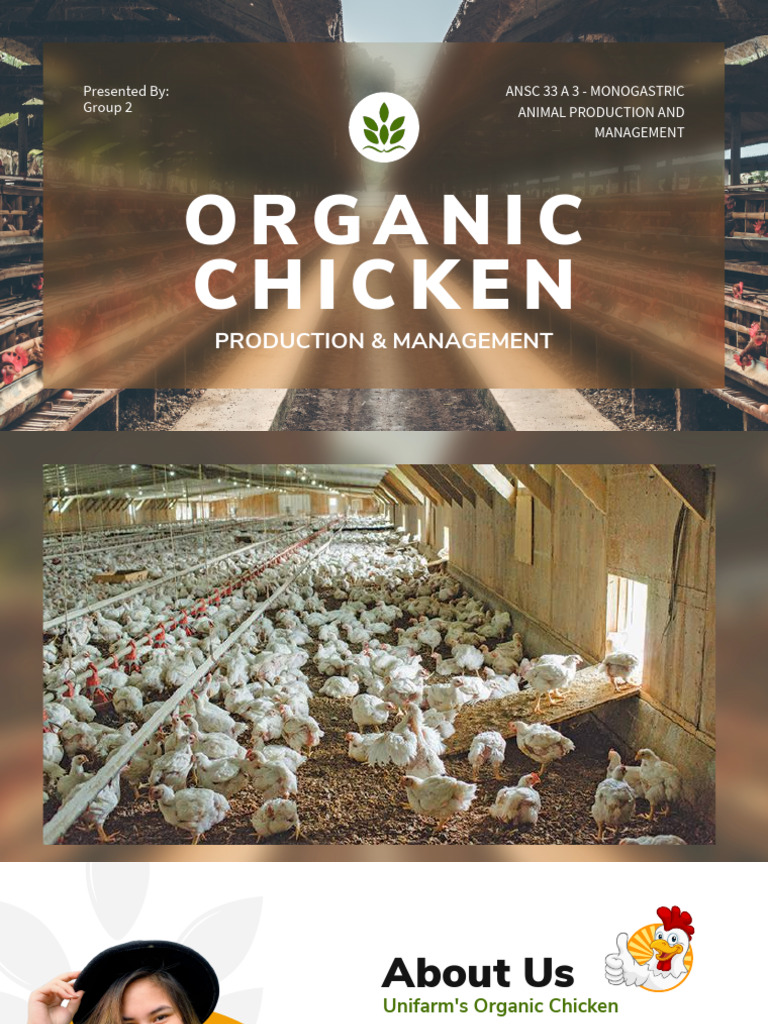 Organic Chicken Farming Insights | PDF | Farms | Livestock