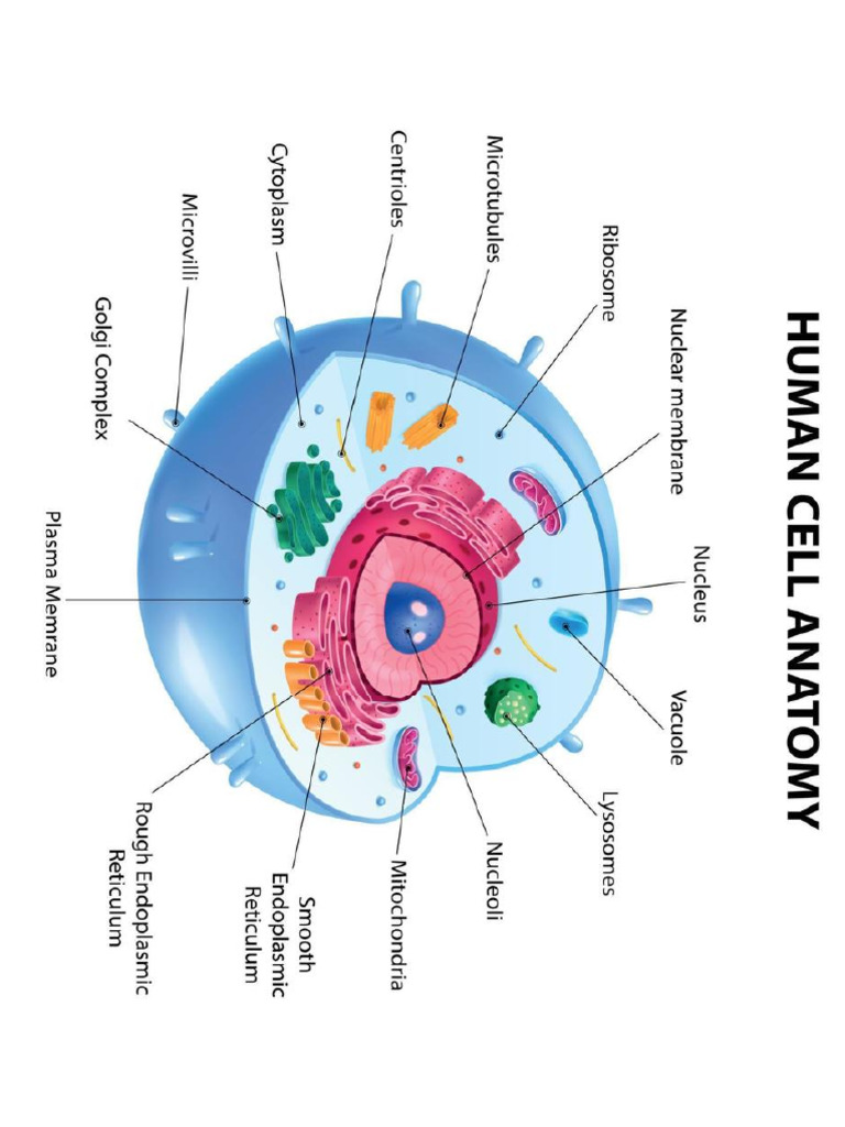 Cell | PDF