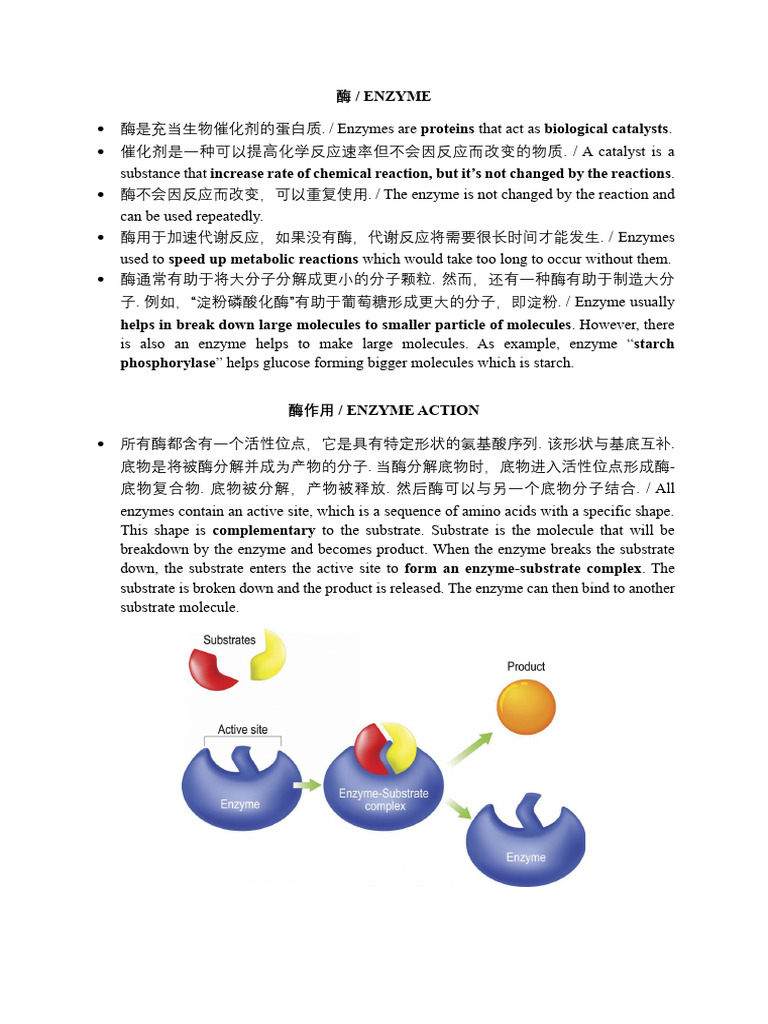 Enzyme | PDF | Enzyme | Active Site