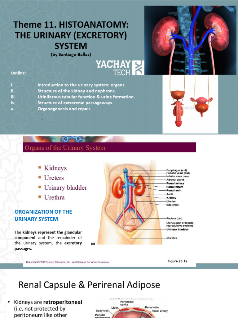 Urinary System Histology Overview | PDF | Kidney | Abdomen