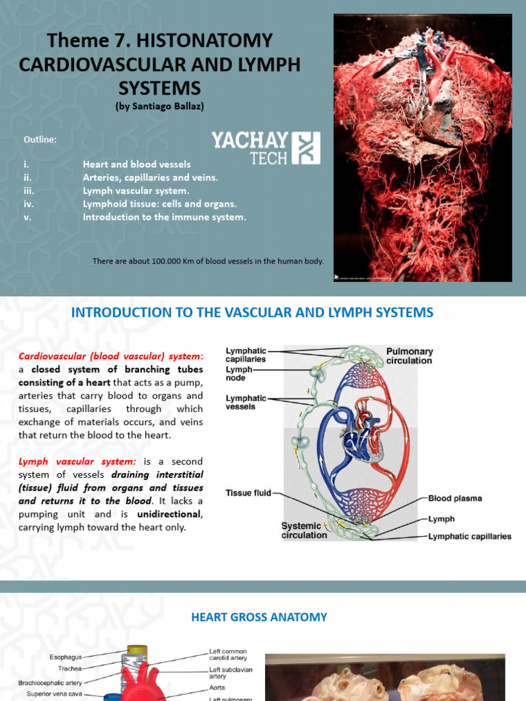 Cardiovascular and Lymphatic Anatomy Overview | PDF | Heart | Artery