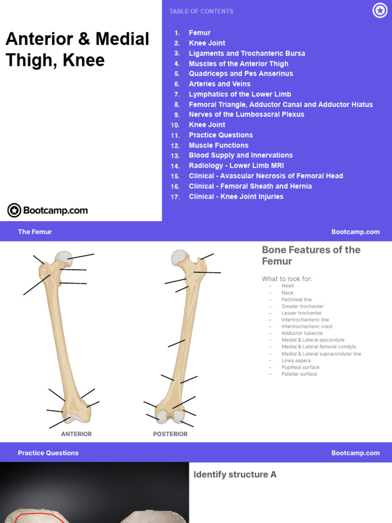 Anatomy of the Lower Limb Muscles and Vessels | PDF | Knee | Human Leg