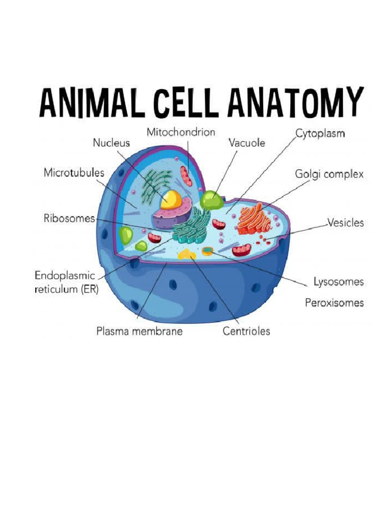 Bio Draws | PDF