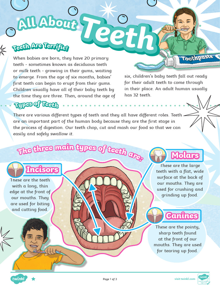 All About Human Teeth Types | PDF | Tooth | Tooth Enamel