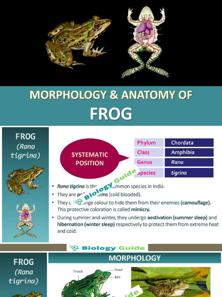 Morphology and Anatomy of A Frog 2024 | PDF
