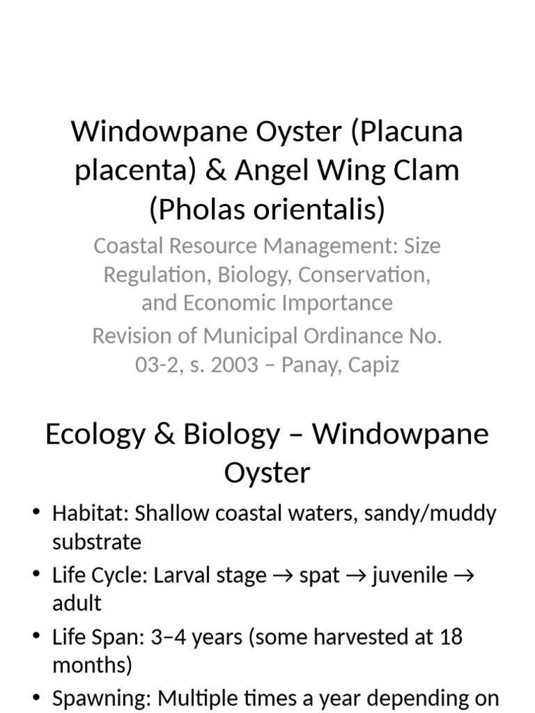 Windowpane Oyster Angel Wing Clam | PDF | Oyster | Habitat
