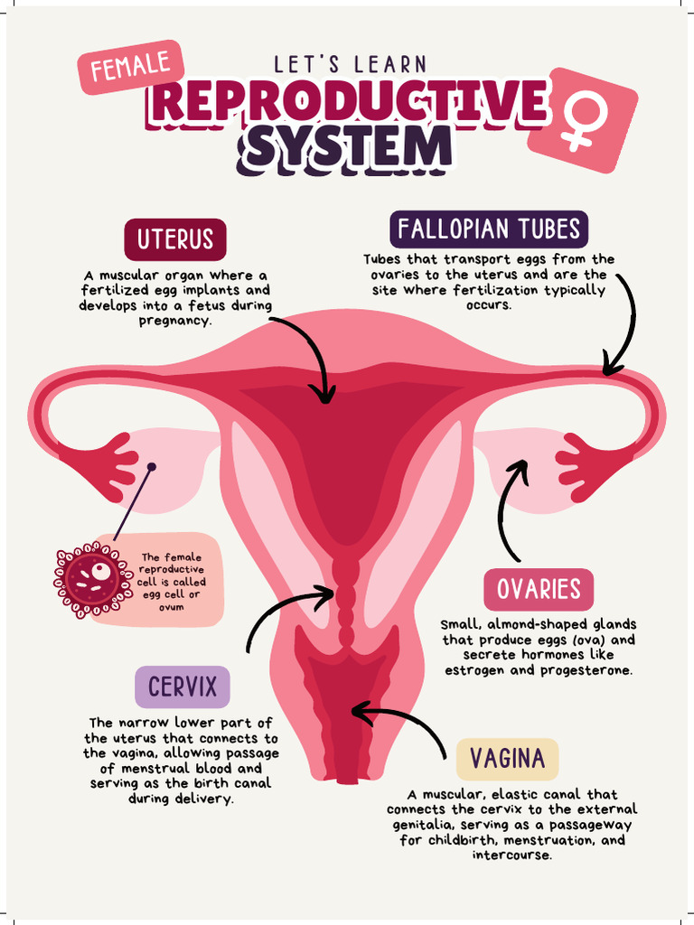 Overview of Female Reproductive Anatomy | PDF