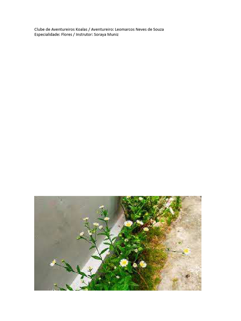 Especialidade em Flores para Aventureiros | PDF