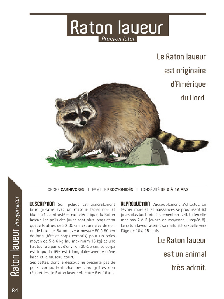 Caractéristiques du Raton Laveur | PDF | Raton laveur | Zoologie