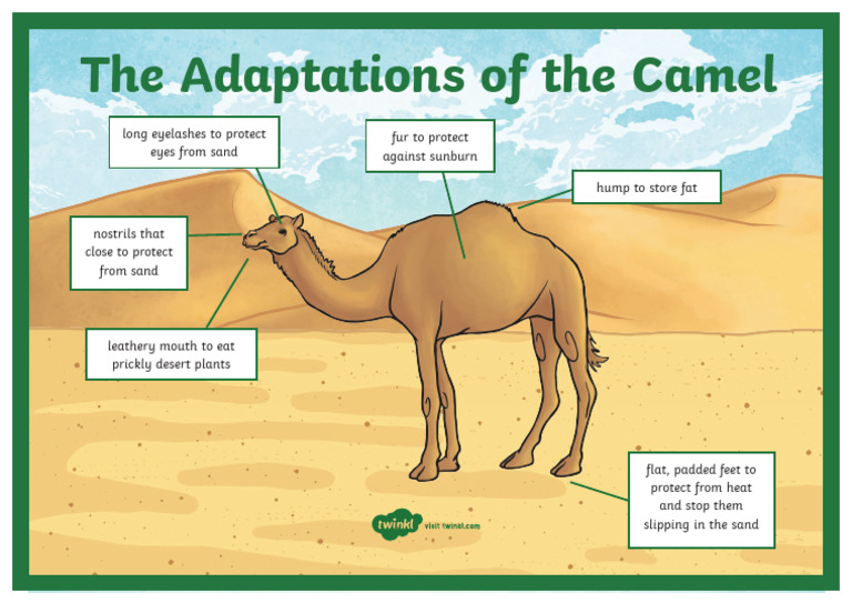 Ui2 SC 17 Camel Adaptation A4 Display Poster Ver 1 | PDF