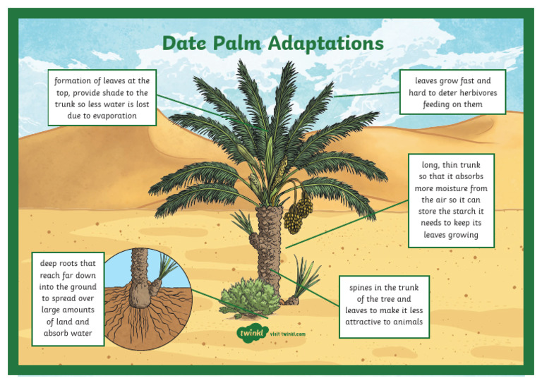 Ui2 SC 28 Date Palm Adaptation Display Poster Ver 1 | PDF