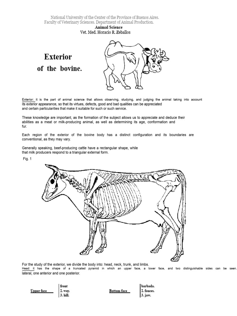 Cattle Exterior Anatomy Overview | PDF | Vertebra | Elbow