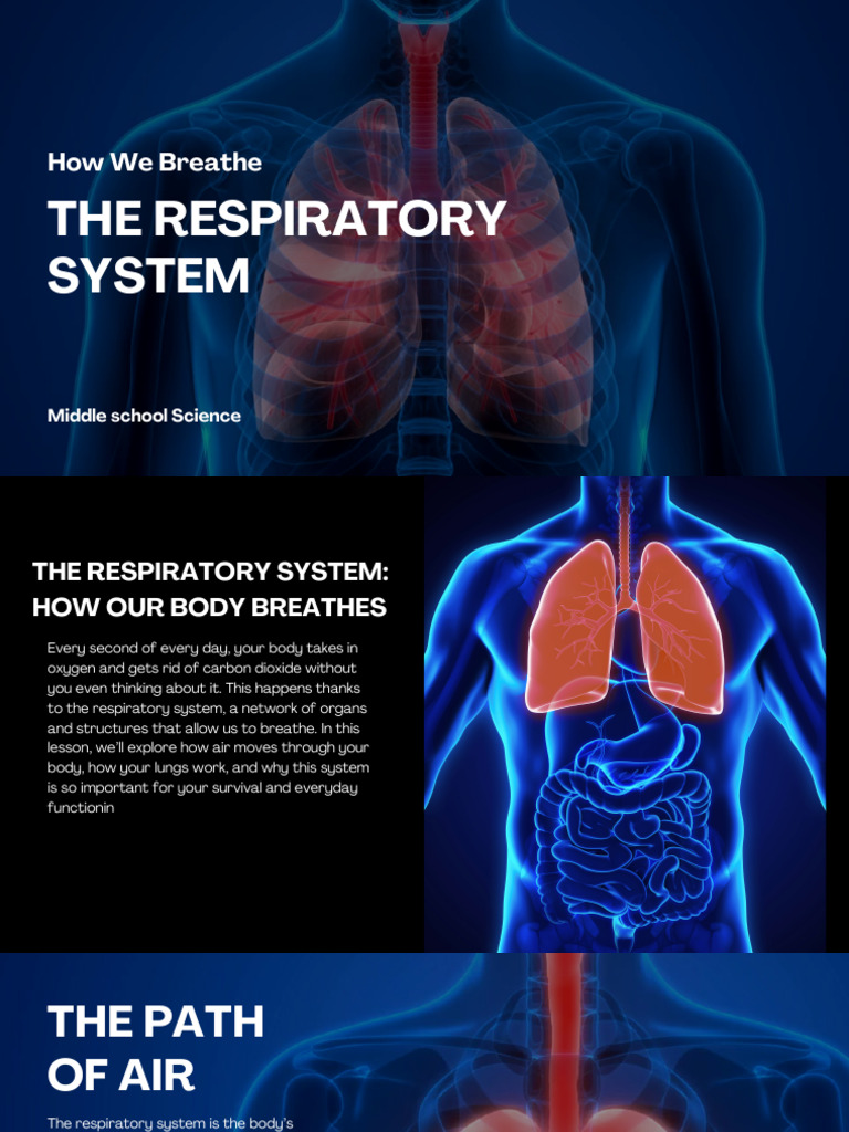The Respiratory System | PDF | Respiratory Tract | Lung