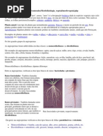 Plantas perenes