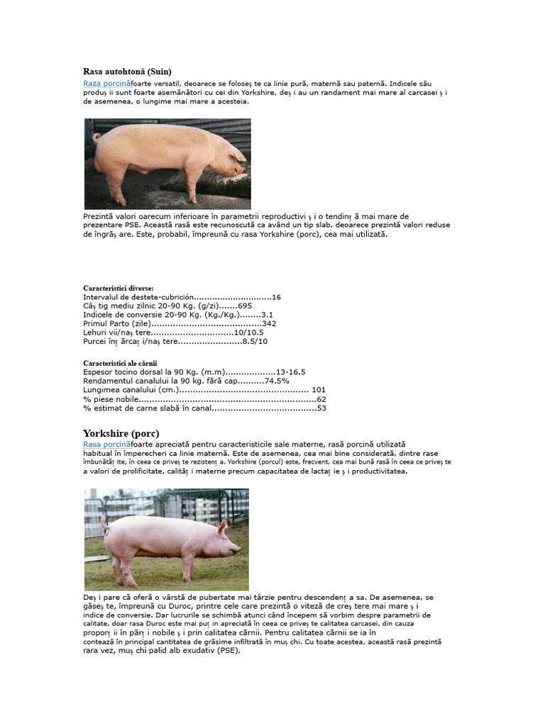 Rase | PDF