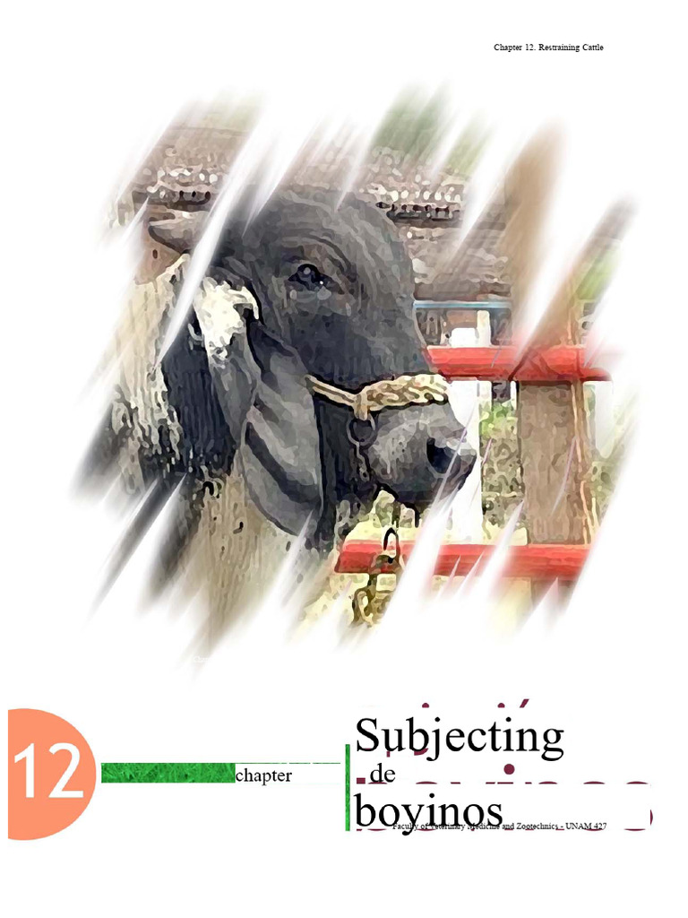 Cattle Restraint Techniques and Methods | PDF | Cattle | Bull