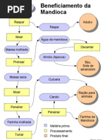 Beneficiamento da mandioca