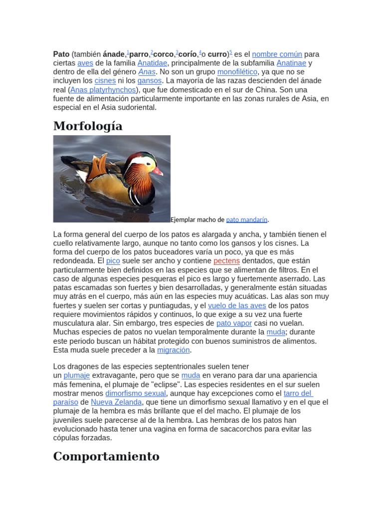 Nombre científico del pato: Anas platyrhynchos | PDF | Pato | Aves ...