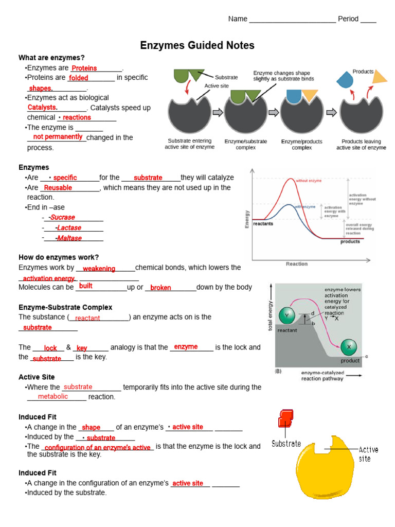 Understanding Enzymes and Their Functions | PDF | Enzyme | Ph