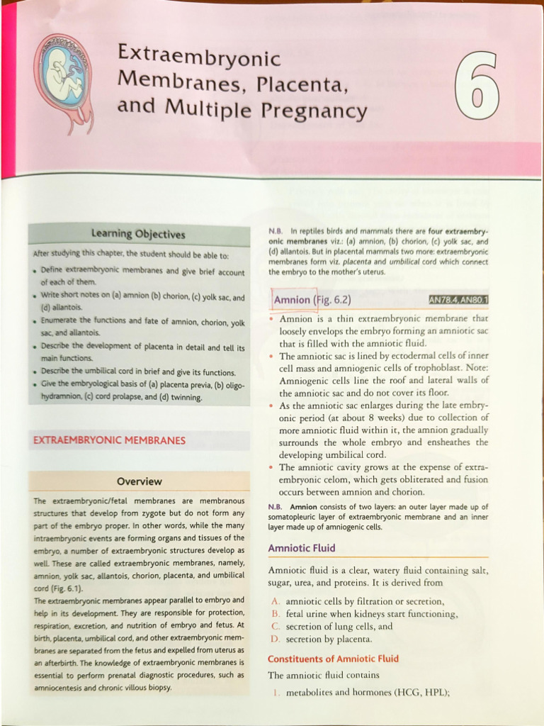 Placenta Anatomy | PDF