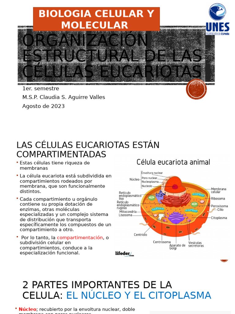 Estructura y Función de Células Eucariotas | PDF | Citoplasma ...