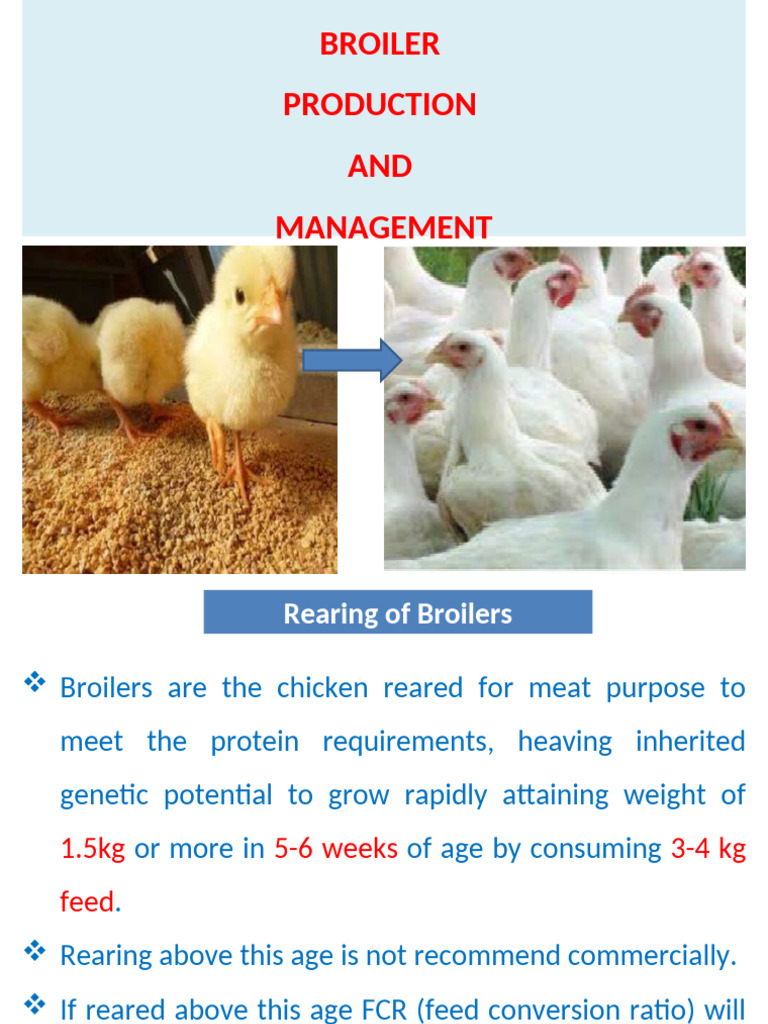 Broiler Production and Management Guide | PDF | Broiler | Thermal ...
