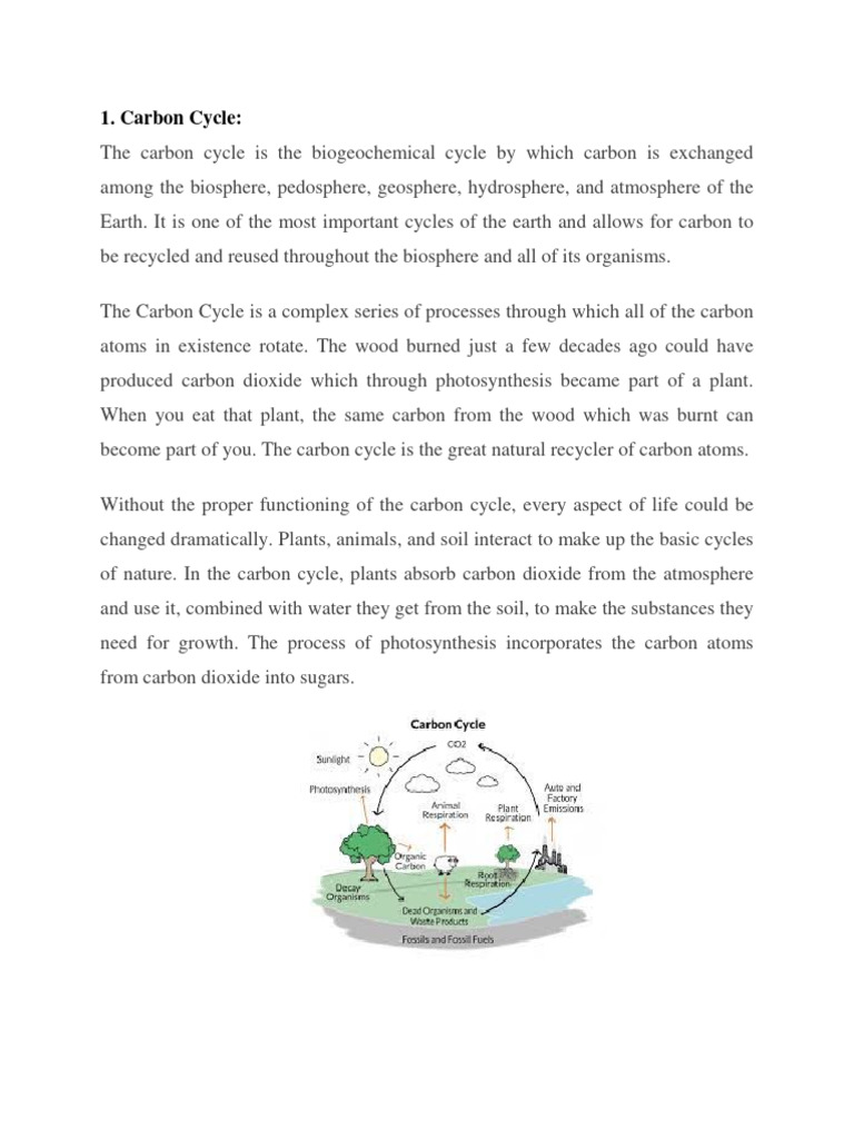 Understanding the Carbon Cycle | PDF | Carbon Cycle | Carbon Dioxide
