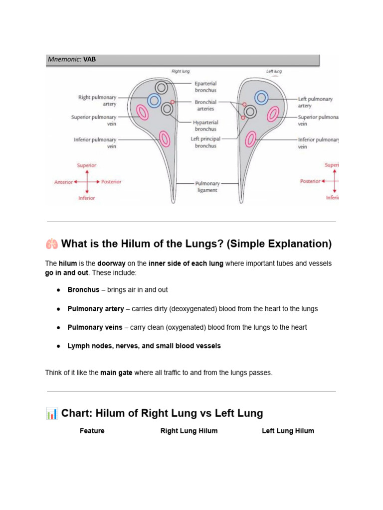 Understanding the Lung Hilum Explained | PDF