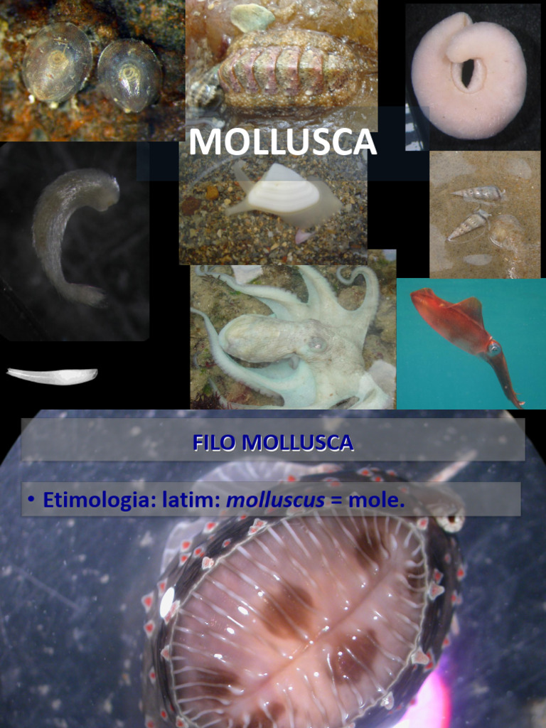 Estrutura e Classificação dos Moluscos | PDF | Moluscos | Bivalvia