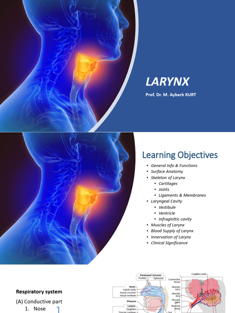 Anatomy and Functions of the Larynx | PDF | Larynx | Common Carotid Artery