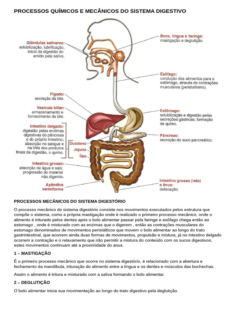 Processos Digestivos: Mecânica e Química | PDF | Digestão | Sistema ...