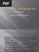 PRAGAS E DOENÇAS DO SORGO