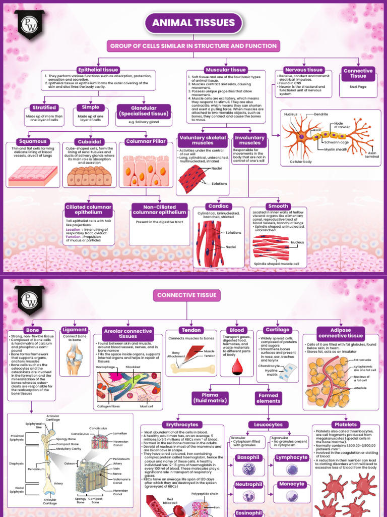 Class 9 Animal Tissue Overview | PDF | Tissue (Biology) | Epithelium