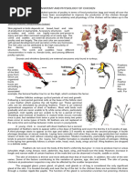 Duck Skeletal Structure Overview | PDF | Vertebra | Pelvis